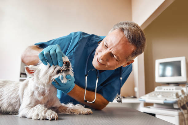 Best Emergency Root Canal Treatment in Centralia, IL